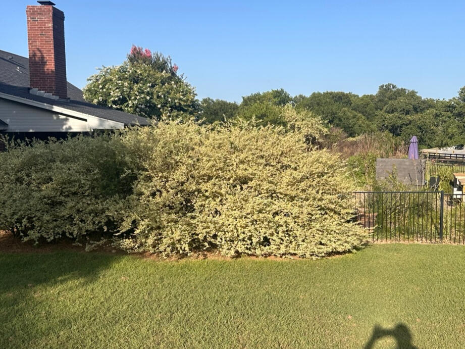 Dense brush and vegetation beside the pool area