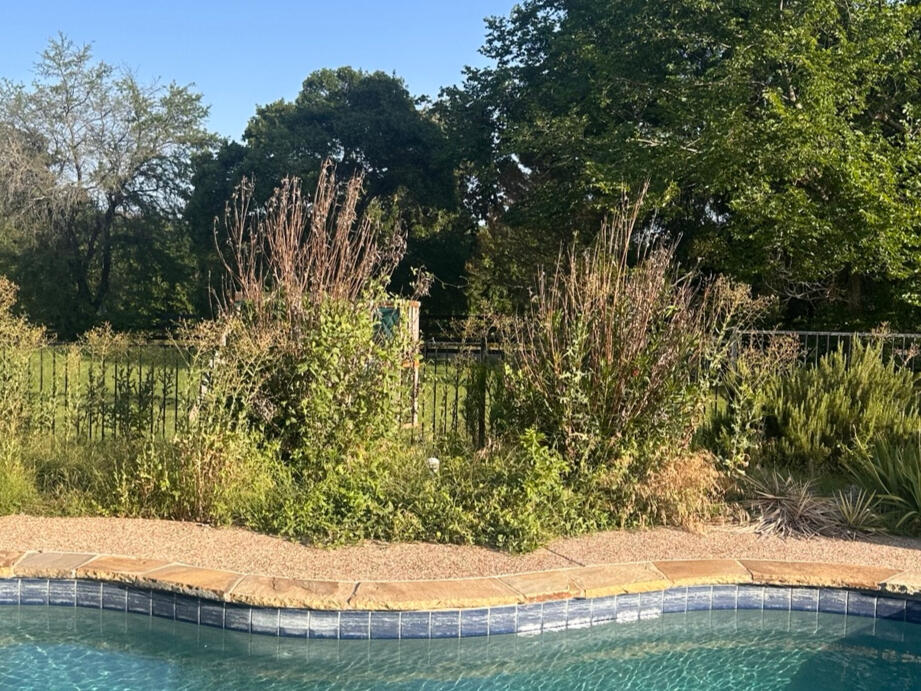 Cleared poolside area after brush removal Cleared poolside area after brush removal